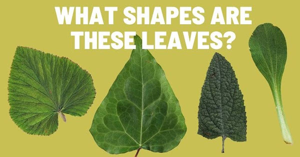 Learn to Recognize Different Types of Leaf Shapes | Plant Leaves