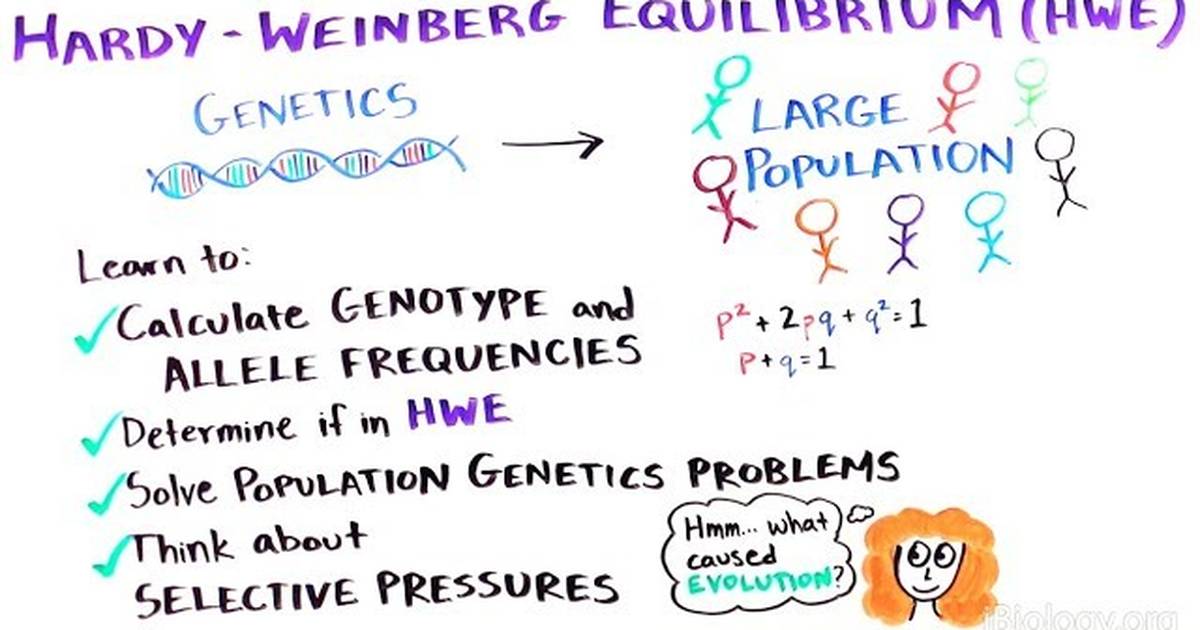 What is the Hardy-Weinberg Equilibrium?