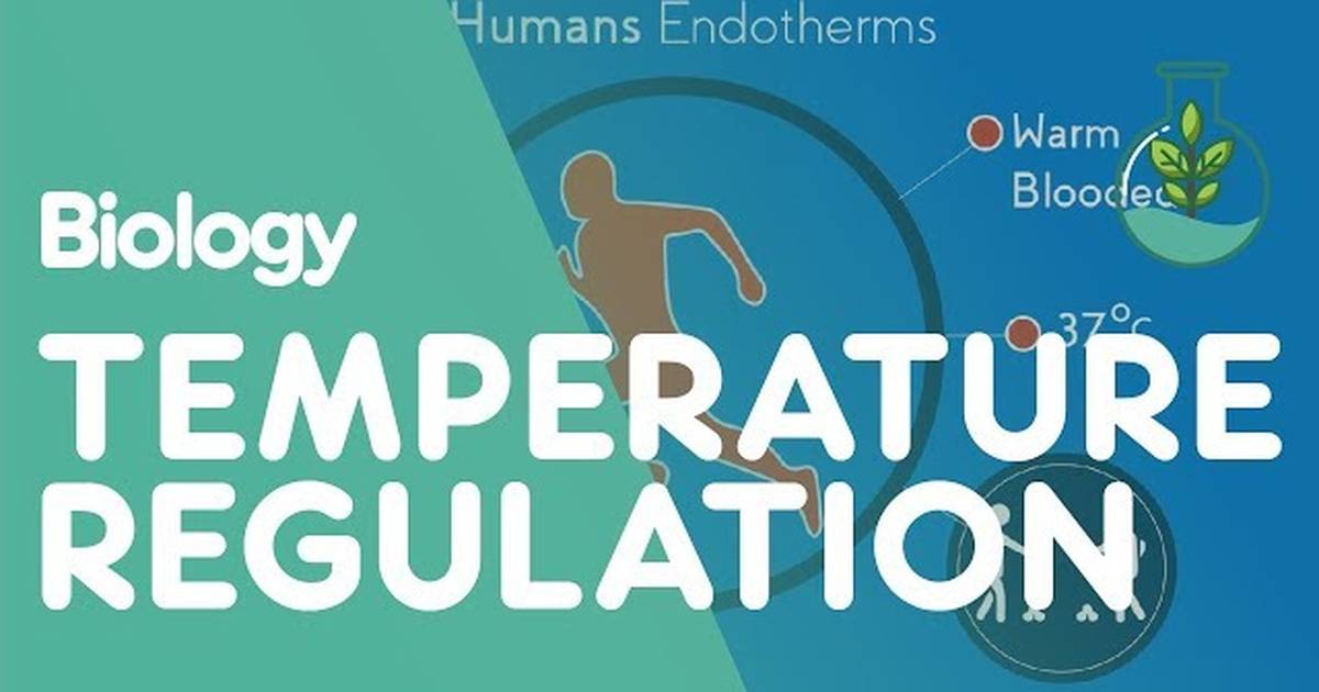 Temperature Regulation of the Human Body