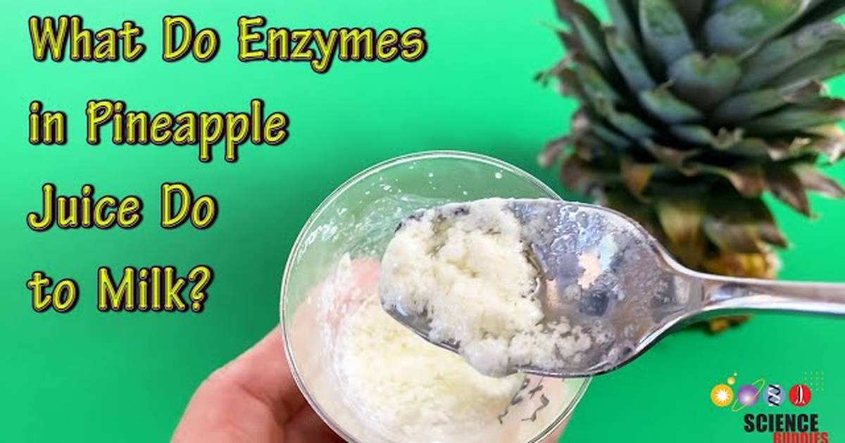 What Do Enzymes in Pineapple Juice Do to Milk?