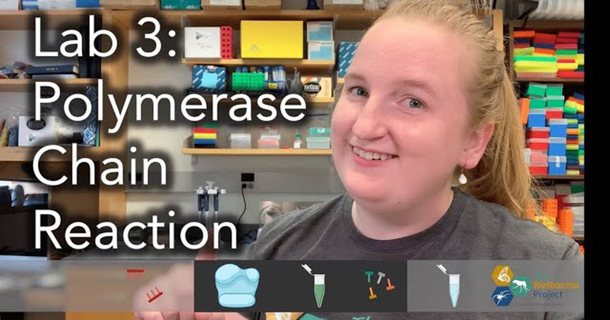 Polymerase Chain Reaction (PCR)