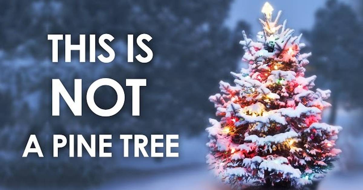 This Is Not A Pine Tree
