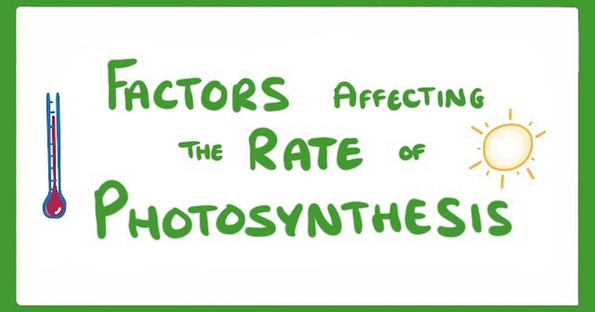 Factors Affecting the Rate of Photosynthesis