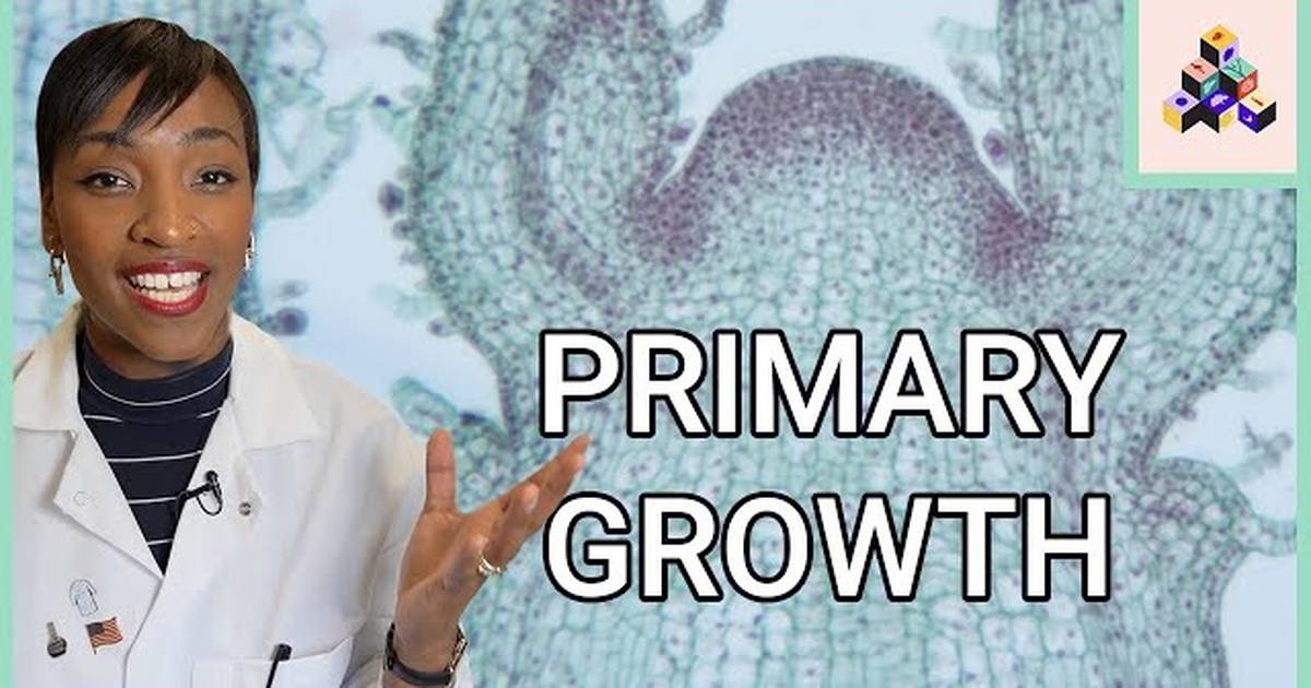 Primary Growth Anatomy