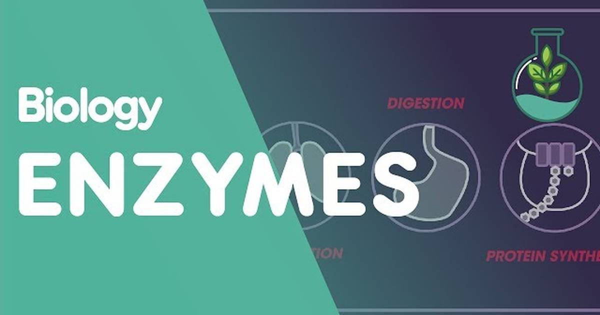 Enzymes: Biological Catalysts