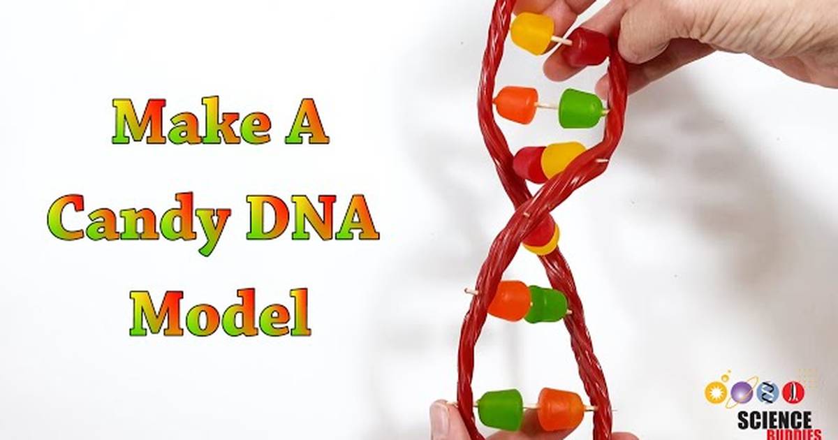 Make a Candy DNA Model!