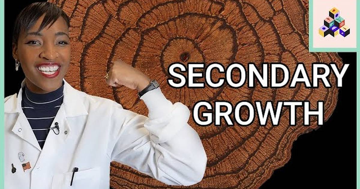 Secondary Growth Anatomy