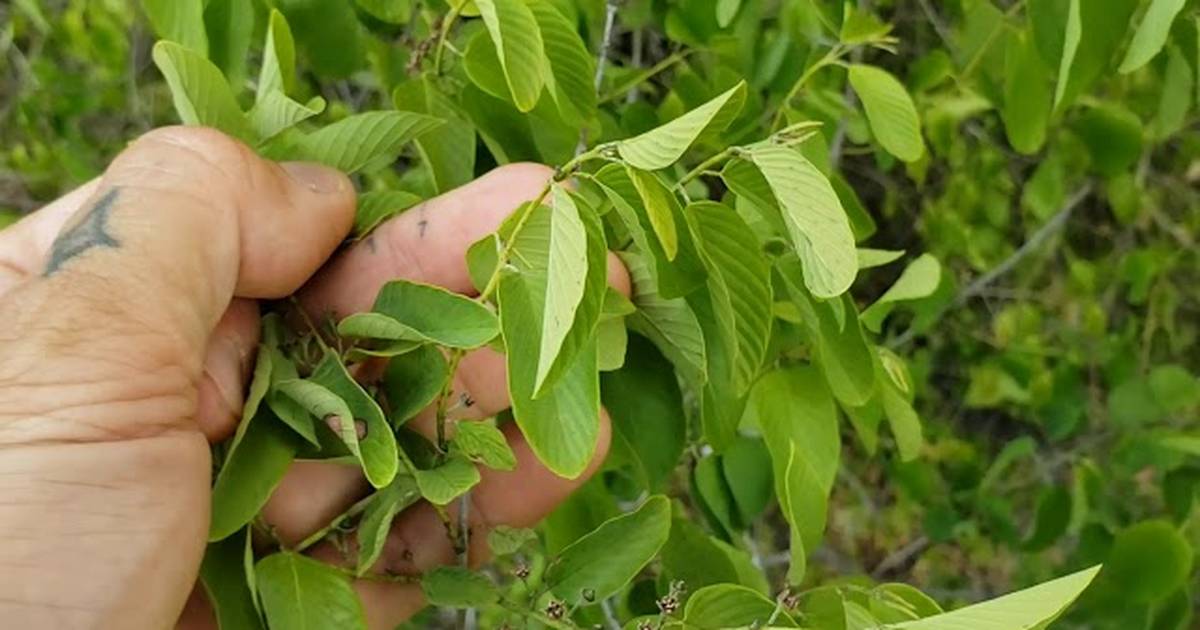 Trees of South Texas