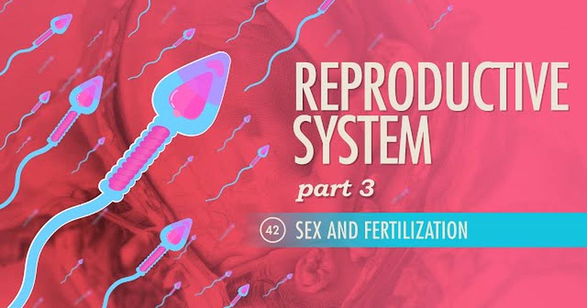 Reproductive System - Sex and Fertilization