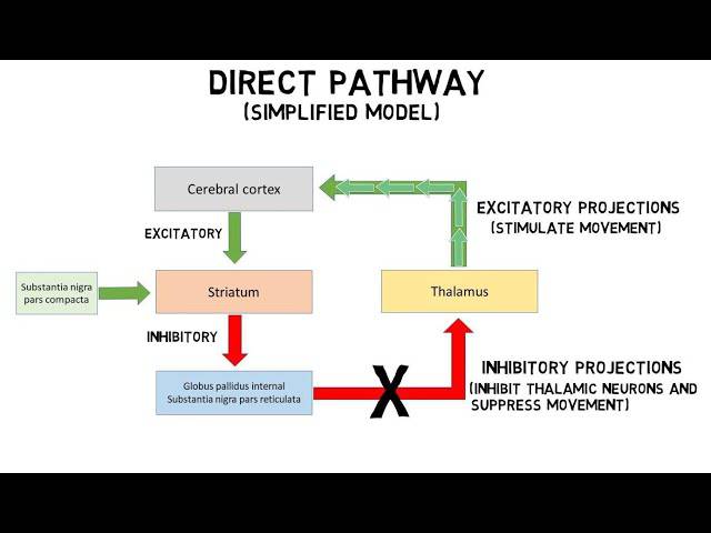 Basal Ganglia Pathway Direct