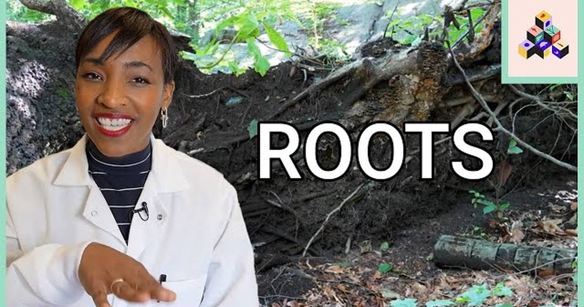 Root Anatomy
