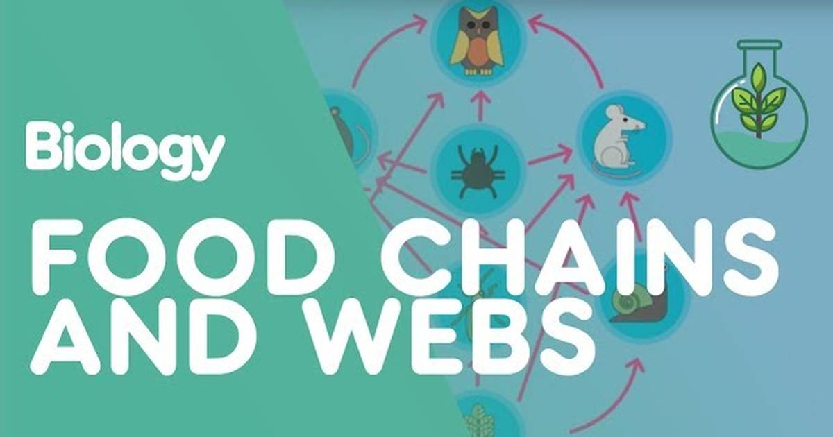 Food Chains and Food Webs