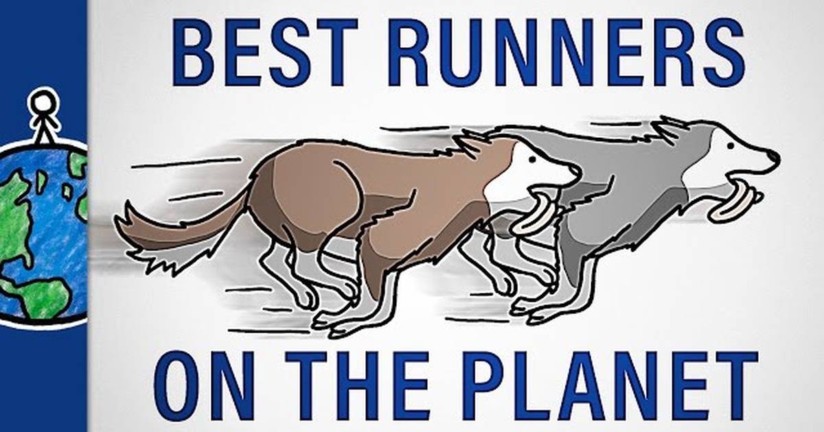 Why Don't Sled Dogs Ever Get Tired?