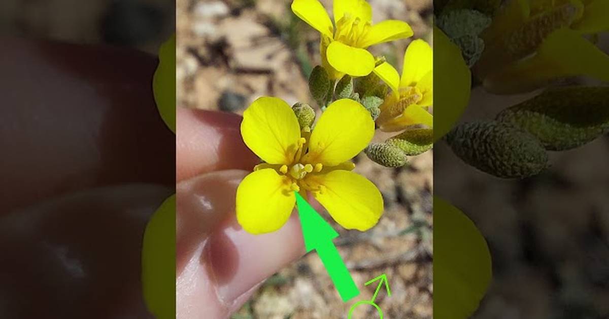 Plant Families: How to Identify ANY Plant