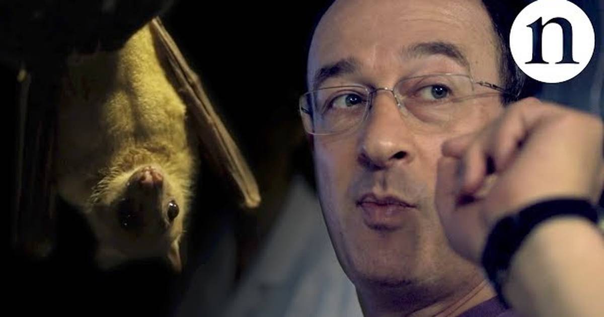 The Bat Man: Neuroscience on the Fly