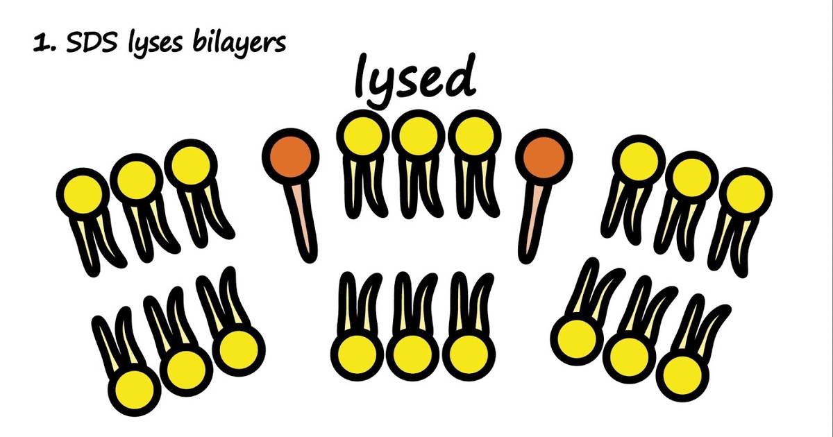 SDS and Biological Membranes