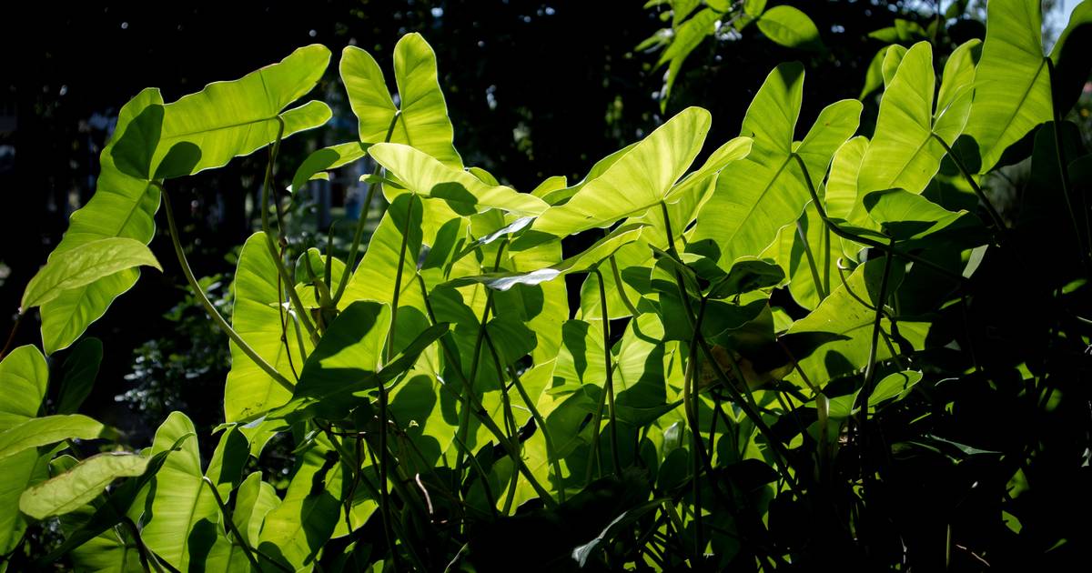 Plants Making Food? Find Out How Photosynthesis Makes This Possible!