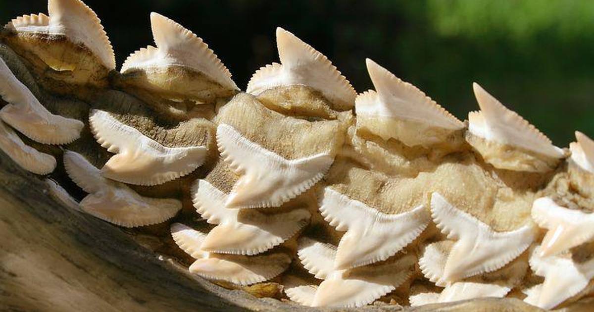 What Can Hawaiian Shark-Toothed Weapons Tell Us About Sharks?