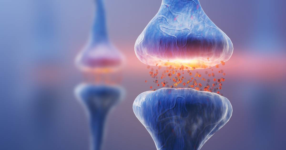Synapse Formation and Myelination