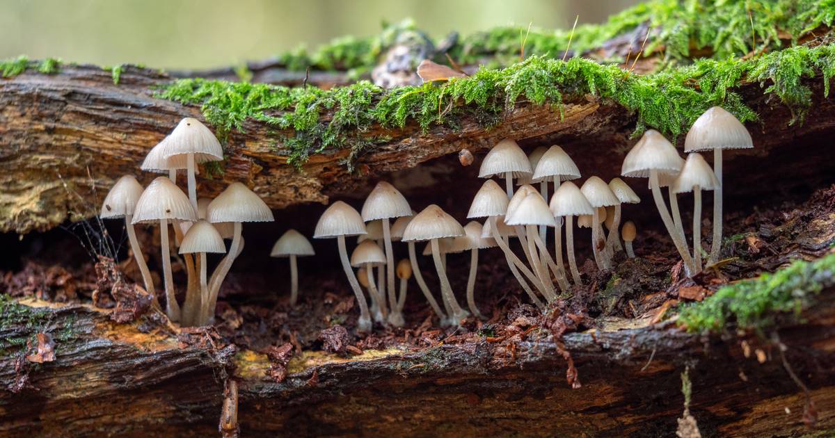 What Are the Different Levels of Biodiversity?