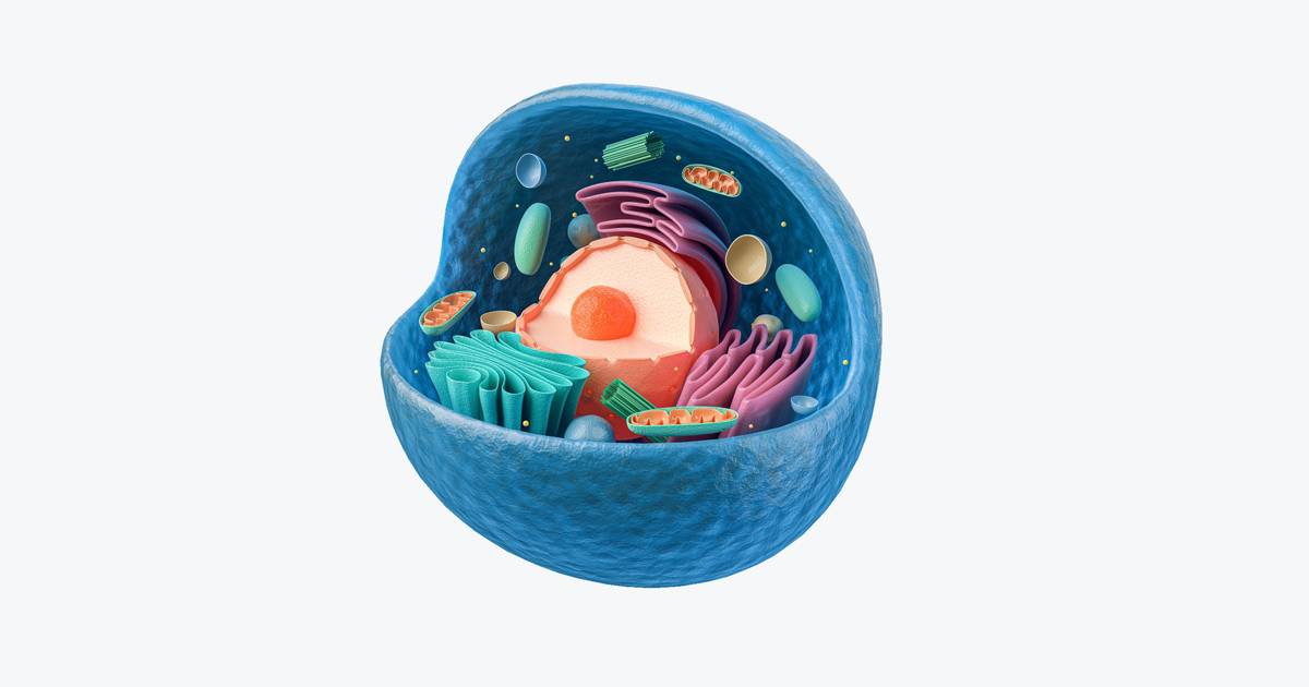 The Eukaryotic Cell Cycle and Cancer