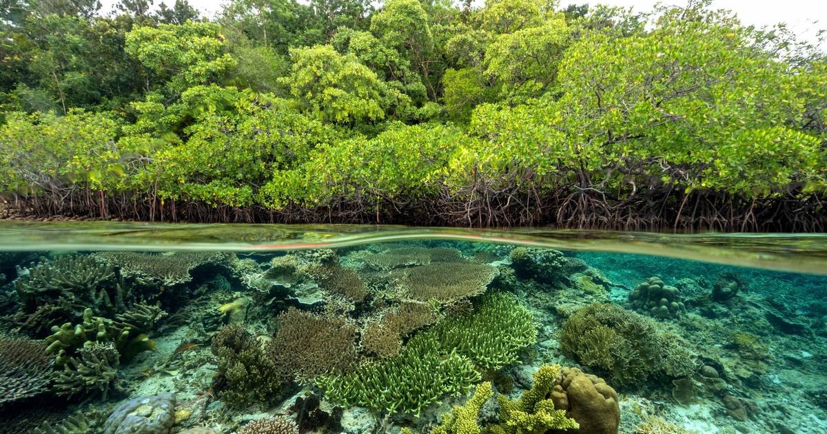 Why Is Biodiversity Important?