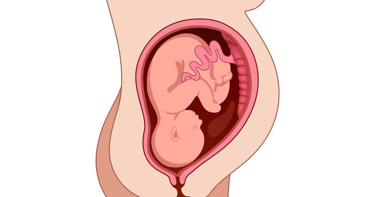 Human Reproduction