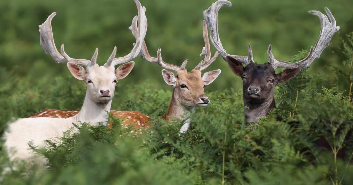 Where Does Biodiversity Come From?