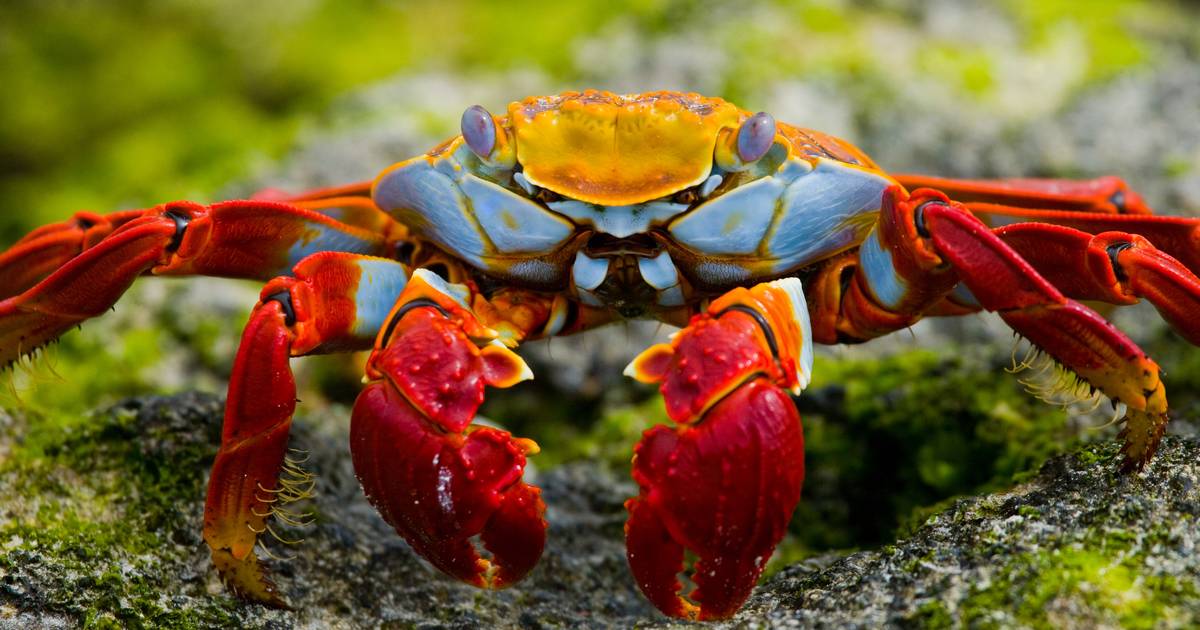How Is Biodiversity Studied?