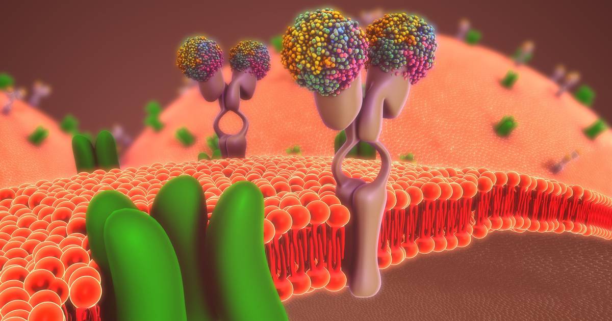 Structure and Function of the Cell Membrane