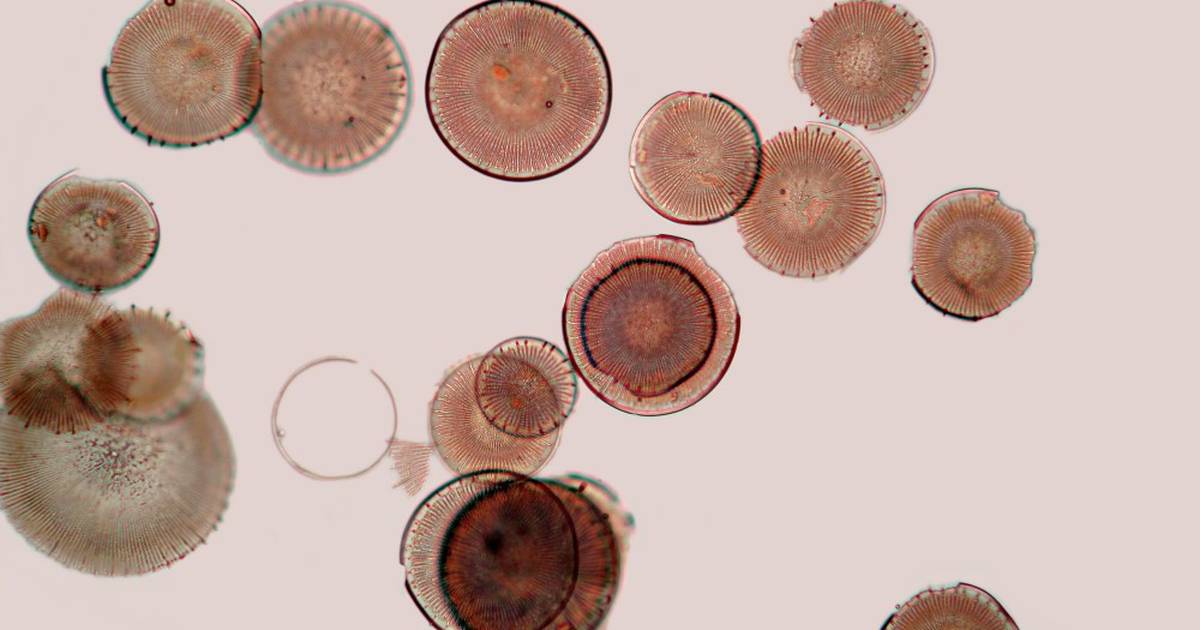 The Vital Role of Diatoms in Aquatic Food Webs