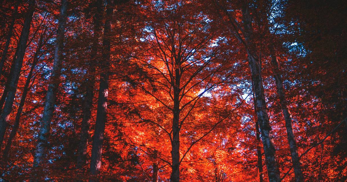 Tree Equity Interactive Game