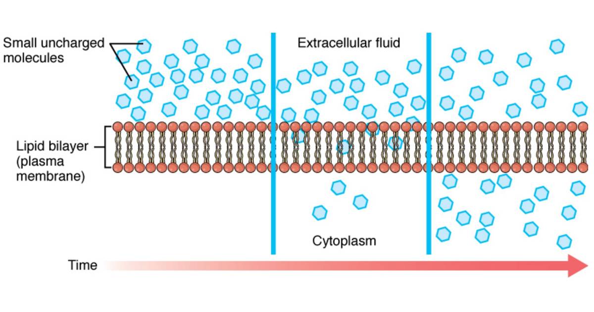 Transport across the Plasma Membrane: Passive Transport