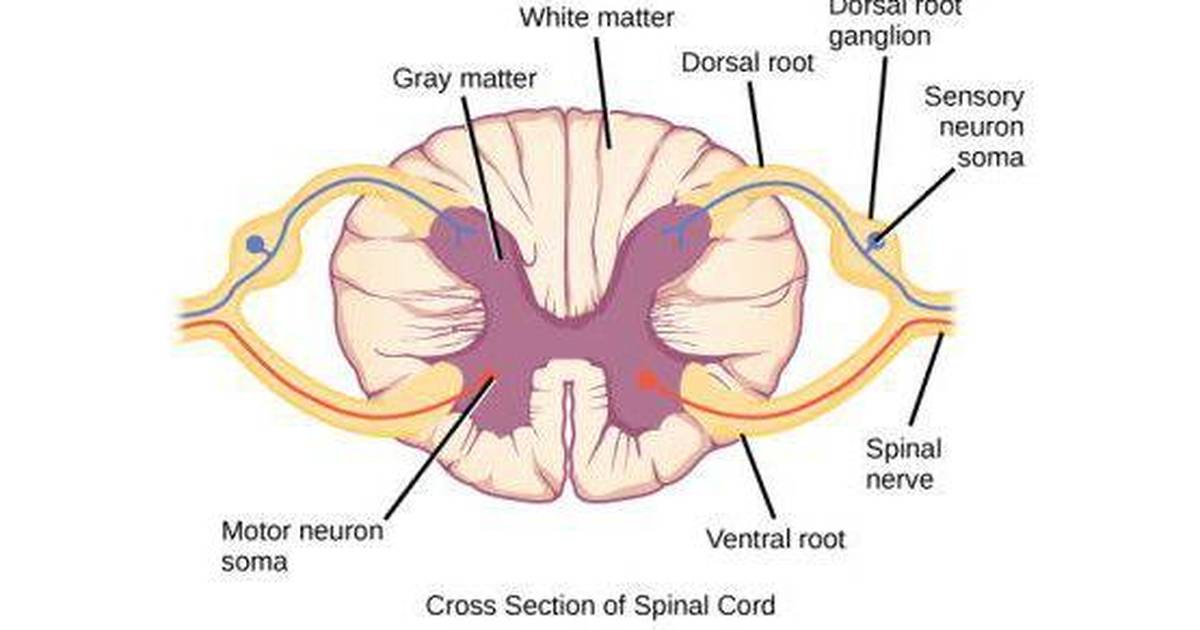 Nervous System: The Peripheral Nervous System