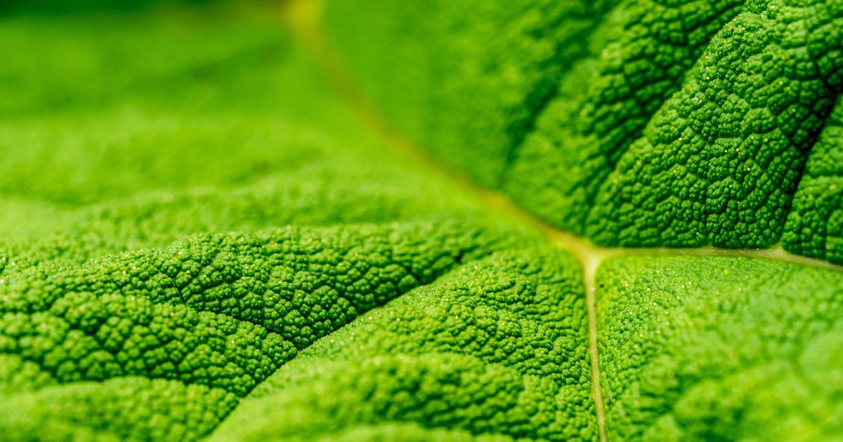 What Is Photosynthesis?