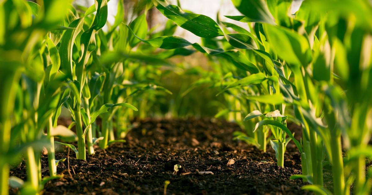 Student Document: Farmers and Climate Change