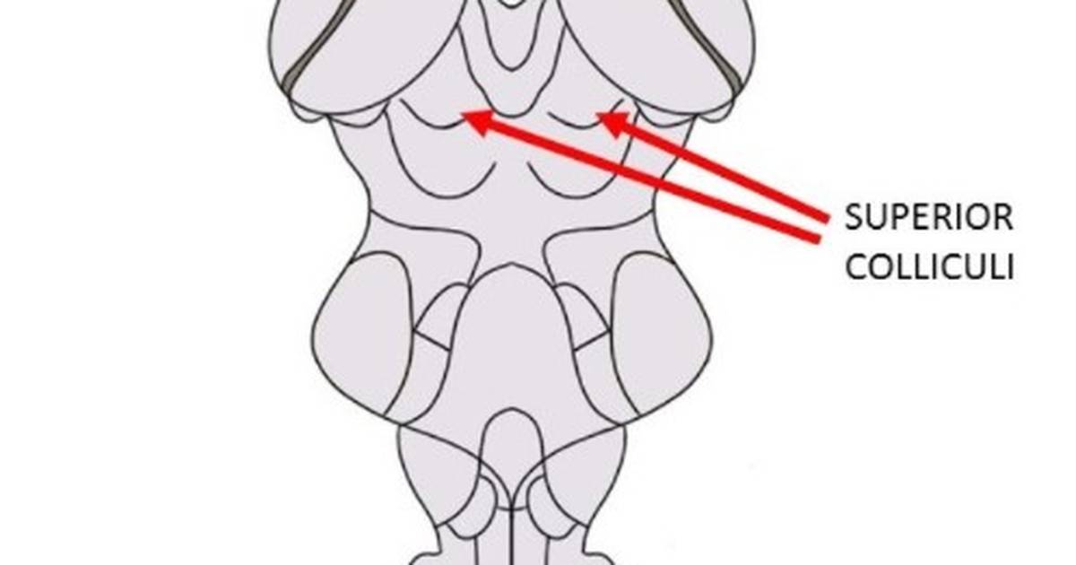 Know Your Brain: Superior Colliculus