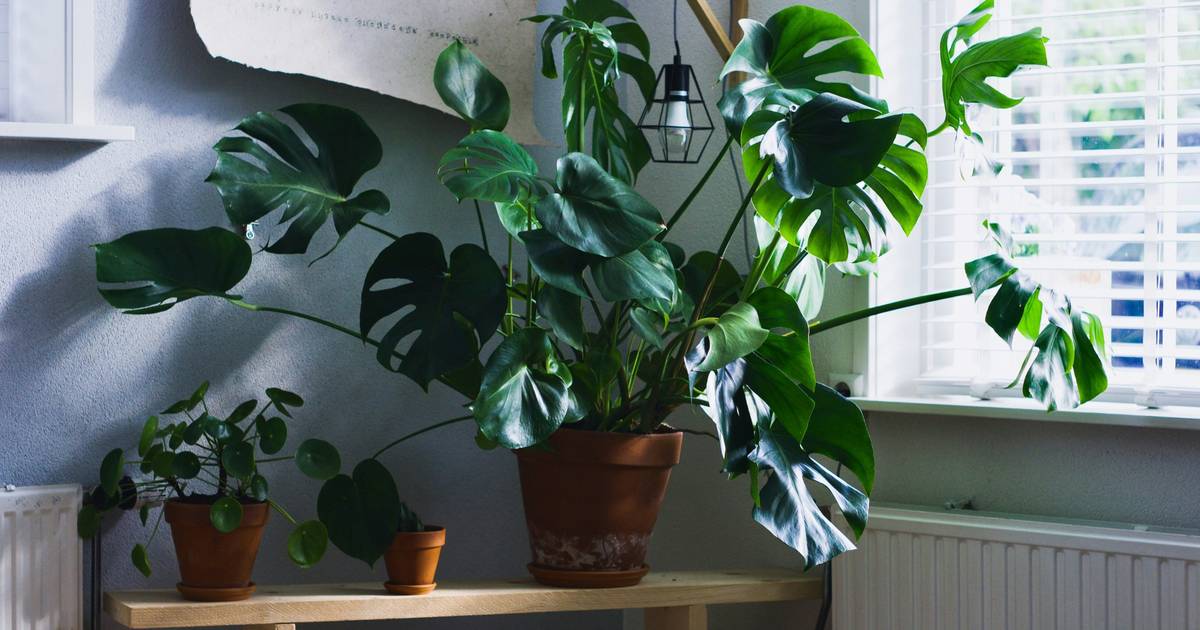 Plant Structure, Growth, and Adaptation