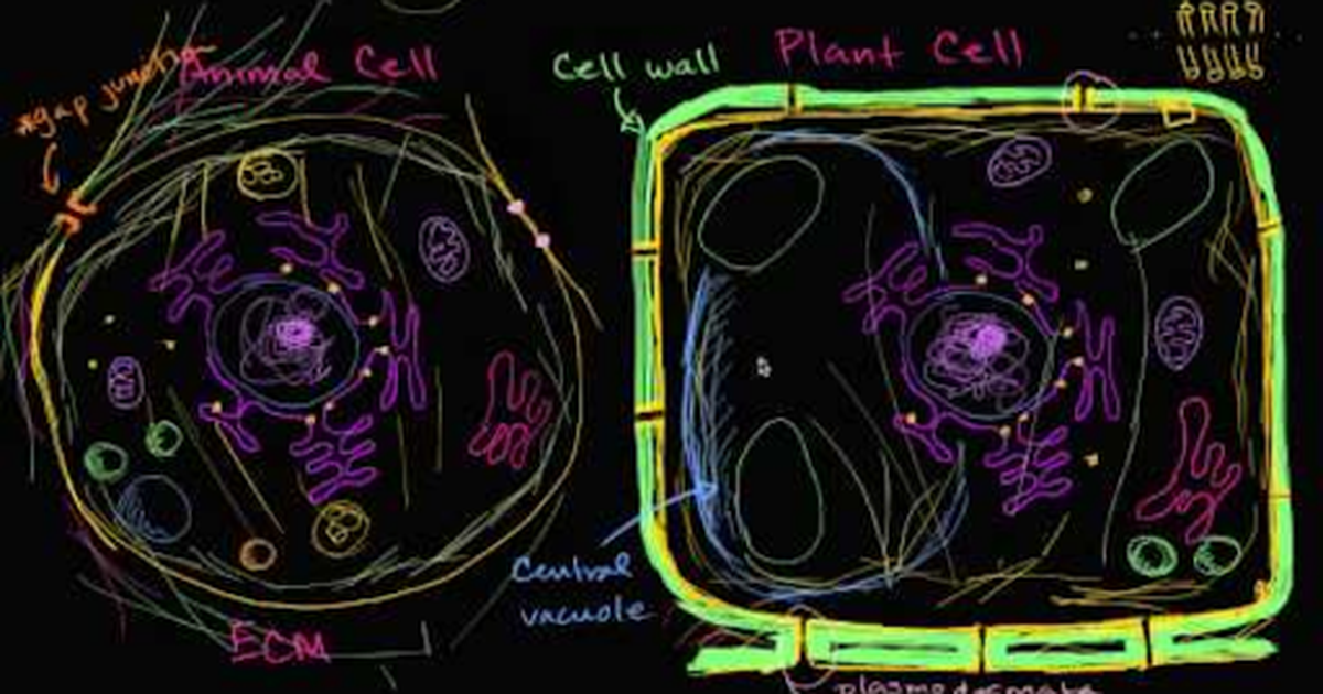 Overview of Animal and Plant Cells