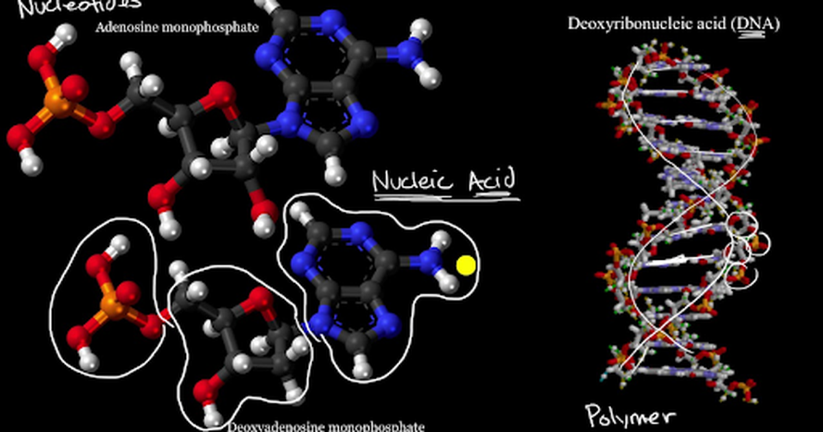 Introduction to Nucleic Acids and Nucleotides