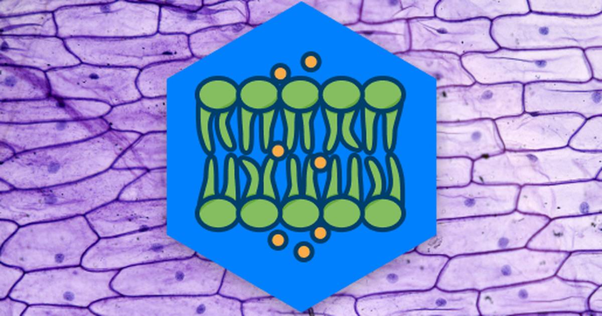 Cellular Transport