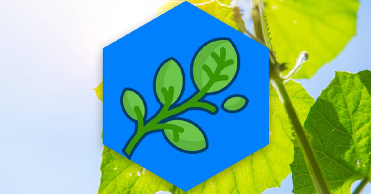 Photosynthesis and Cellular Respiration