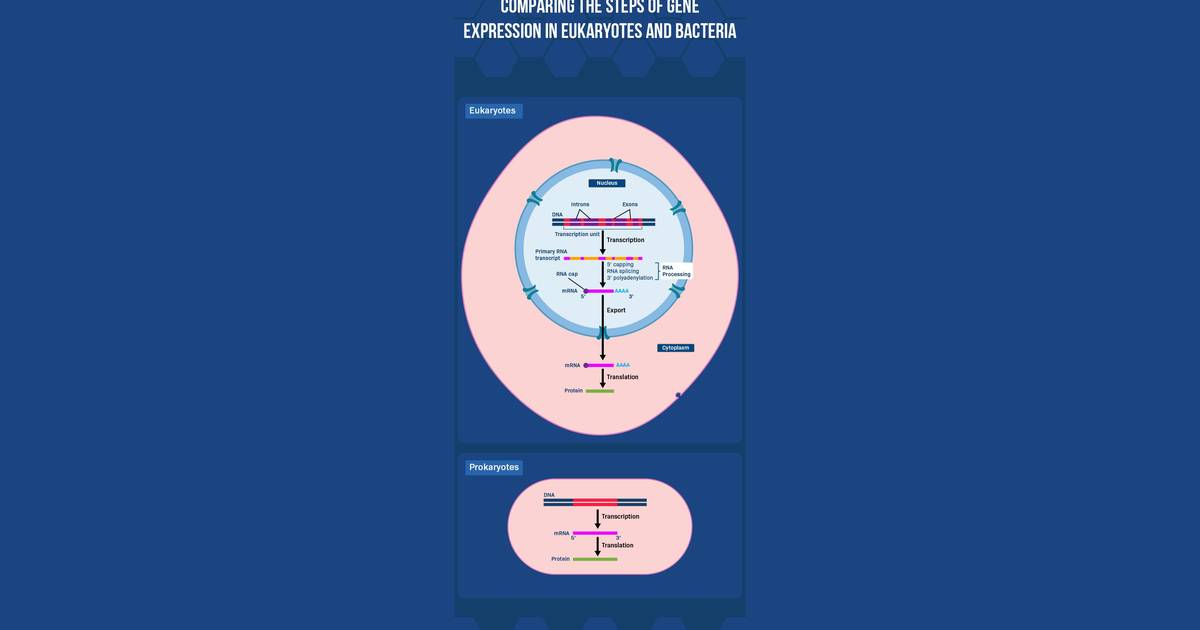 Comparing the Steps of Gene Expression in Eukaryotes and Bacteria