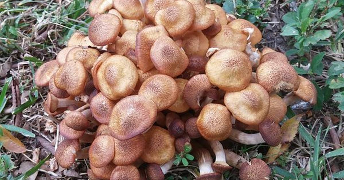 Humongous Fungus: The Biggest Thing to Ever Live