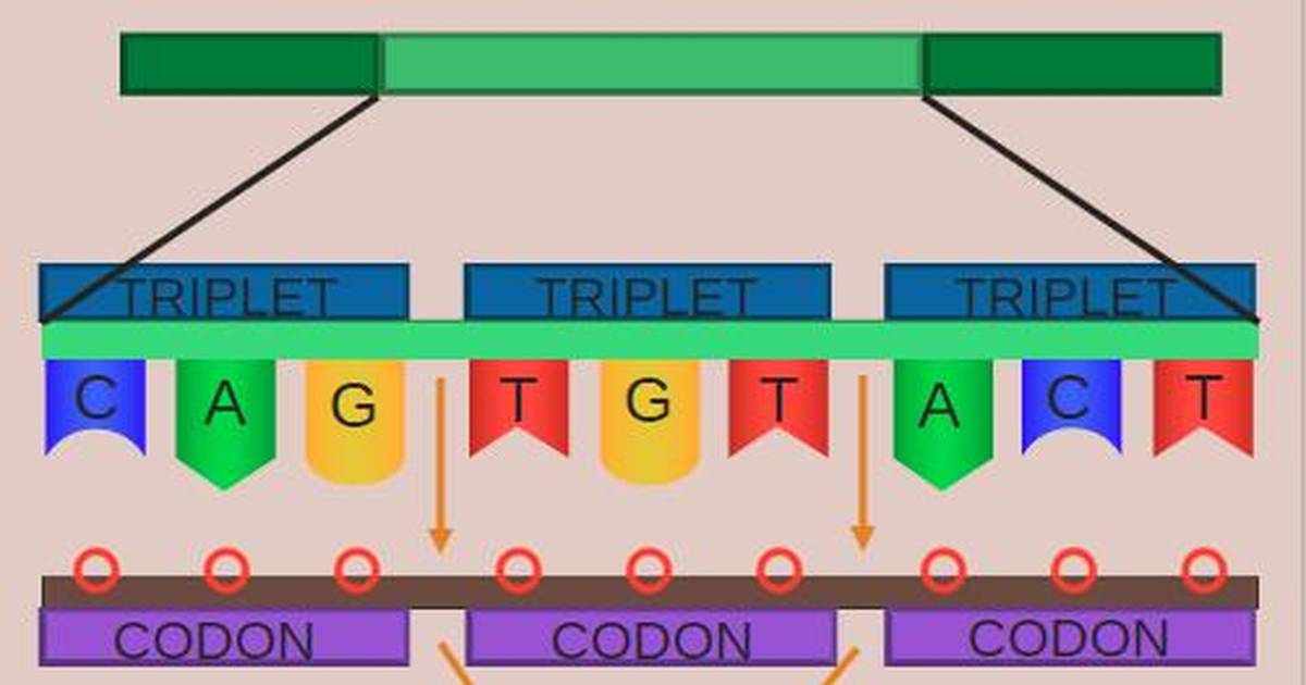 Protein Synthesis: Transcription of DNA to RNA