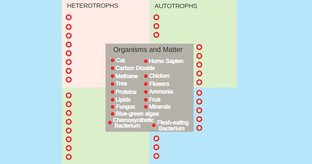 Autotrophs and Heterotrophs: Autotroph Heterotroph Concept Sort