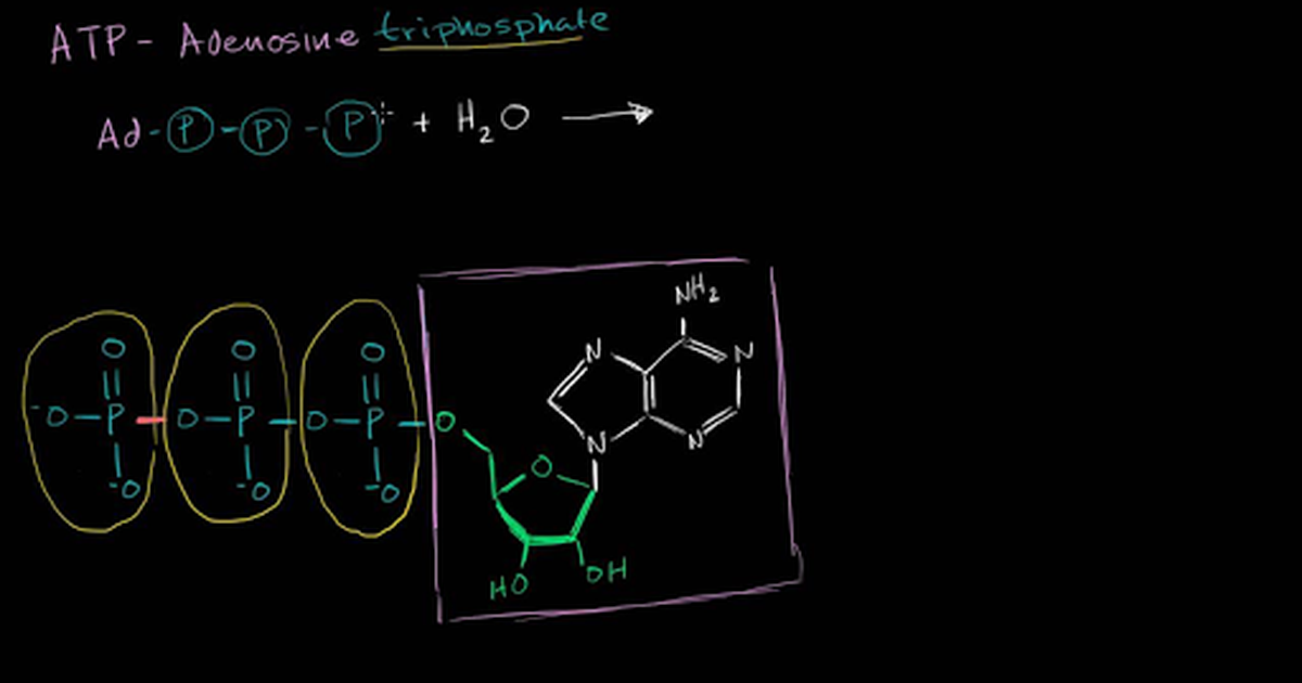 ATP: Adenosine Triphosphate