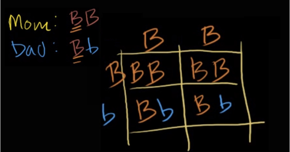 Worked Example: Punnett Squares