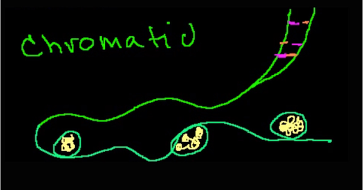 Chromosomes, Chromatids and Chromatin