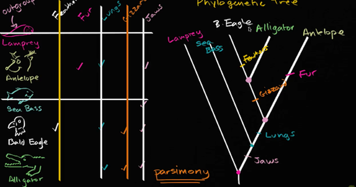 Phylogenetic Trees